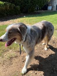 Can You Shave An Australian Shepherd?