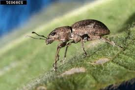 Image result for Richardsiella eruciformis