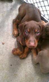 Black And Tan Doberman Puppies For Sale This Is My Duval He S So Beautiful Doberman Pinscher Doberman Pinscher Blue Doberman