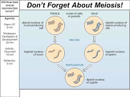50 How Does Sexual Reproduction Occur Agenda Warm Up 5