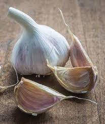 Garlic has very few problems with pests in the garden (in fact, its a natural pest repellent), and also very few problems with the diseases that plague other veggies. Garlic Burpee