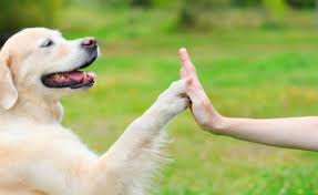 ruyada kopek gormek ruyada havlamak gormek ruyada kopek saldirmasi ne anlama gelir