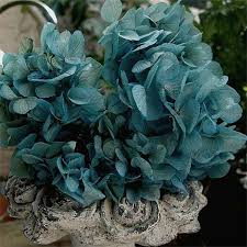 Check spelling or type a new query. 38 Dried And Preserved Hydrangeas Ideas Preserved Hydrangea Hydrangea Preserves