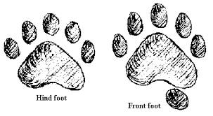 Animal Tracks The Animal Tracks Guide