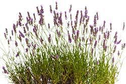 Hindi Translation Of Lavender Collins English Hindi Dictionary