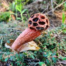 Image result for Hypolytrum pynaertii