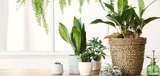 You won't need to blast this one with full sun: How To Fix 3 Common Winter Houseplant Problems Plant Perfect