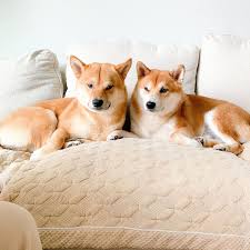 The purebred shiba inu is a small but sturdy dog with a robust and muscular body, straight legs, and a head that is well proportioned to the body. Shiba Inu Puppies Home Facebook