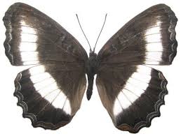 Image result for Tragiella natalensis