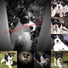 The mini schnauzer's lineage includes standard schnauzer, affenpinscher and possibly the poodle. Miniature Schnauzer Puppies For Sale Piedmont Sc 112505