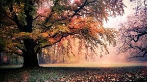 Free Fall Mac Wallpapers Imac Wallpapers Retina Macbook Pro Wallpapers Macbook Pro Wallpapers Ma Macbook Air Wallpaper Macbook Pro Wallpaper Imac Wallpaper