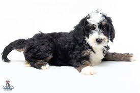 Find bernedoodle puppies for sale and bernedoodle dog breeders | preferable pups is the safest way to buy bernedoodle puppies. Bernedoodle Puppies Awesomedoodle