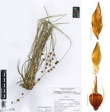 Image result for Rhynchospora holoschoenoides