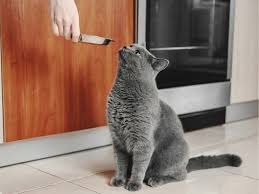 How to give a cat an at home 11 steps with pictures. How To Syringe Feed A Cat Waldo S Friends