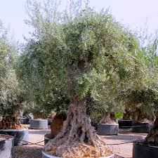 We did not find results for: Olea Europaea Olive Tree Big Plant Nursery