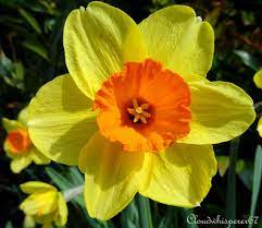 Welcome Spring Daffodil S Trumpet Narcissus Flower Photography Yellow Daffodils Daffodil Flower Flowers Photography