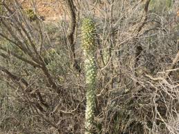 Image result for Erythrococca kirkii