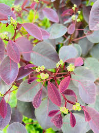 Image result for Euphorbia cotinifolia