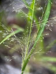 Image result for Sporobolus festivus