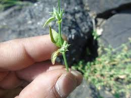 Image result for Dicliptera verticillata