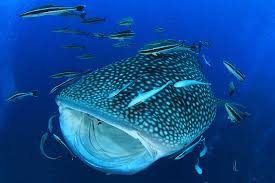 Or, just walk to the end and jump in for a quick, cooling dip. Things To Do On Isla Holbox Whale Shark Fishing Kayaking Bird Island