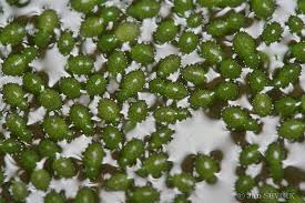 Image result for Wolffia arrhiza