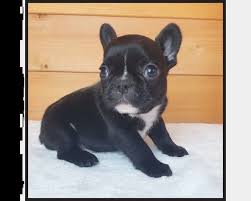 In questa pagina parleremo di allevamento bulldog francese: Regalo Bouledogue Da Privato A Pisa Cuccioli Bulldog Francese Pedigree Enci