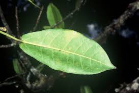 Image result for Ficus chirindensis