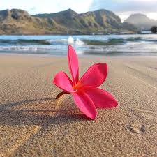 It S The Sɪᴍᴘʟᴇ Things Pc Garden Isle X Kiele Kielehawaii Ig Ki Ele Plumeria Flowers Plumeria Flowers