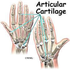 Hand Anatomy Eorthopod Com