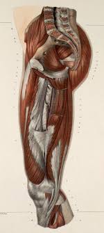 Here we explain the major muscles of the human body. Leg Muscle Anatomy Function Diagrams Leg Muscles Tendons Video Lesson Transcript Study Com