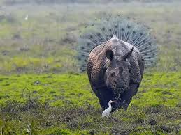 Our Favorite Finalists From The Comedy Wildlife Photography Awards Comedy Wildlife Photography Wildlife Photography Wildlife Photos