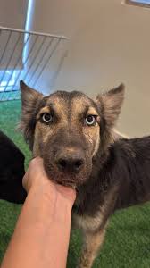 Hi everyone. Want to celebrate Christmas with your puppy, but can't share  your Christmas meal with them ? They can still enjoy their own turkey  cranberry cake! I am making customized meat