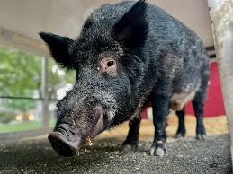 Tusk VI | Arkansas Razorbacks