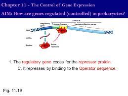 Chapter 11 The Control Of Gene Expression Ppt Download
