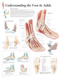 Understanding The Foot Ankle