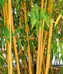 Goldener Peking Bambus Bambus Pflanzen Pflanzen Bambushecke