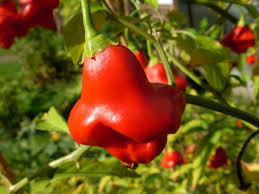 Maybe you would like to learn more about one of these? L Estate Nell Orto Tipi Di Peperoni Agrodolce