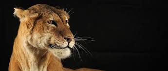 Yaziya Goz Atin Https Wp Me Pax60o B99 Utm Source Socialautoposter Utm Medium Social Utm Campaign Pinterest Lutfen Gonderiyi Paylasmay Animals Panther Lion