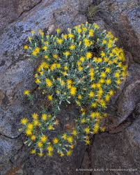 Image result for Landolphia cuneifolia