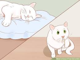 3 ways to know if your cat is sick wikihow