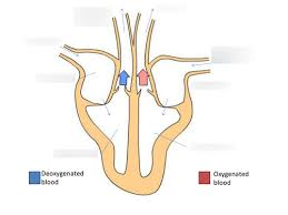 Our latest youtube film is ready to run. Heart And Blood Vessels Biology Year 10 Gcse Diagram Quizlet