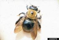 Can you tell the difference between wasps and hover flies? Carpenter Bees Or Bumble Bees South Jersey Termite Pest Control Ab Con Exterminators