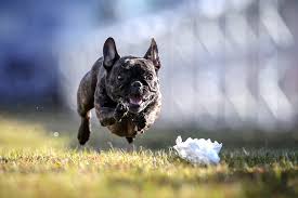 Le fast cat est une course sur leurre chronométrée de 100m, ouverte à toutes les races de chiens. How Do Dogs Run Akc Fast Cat Watch Akc Fastest Dogs Usa