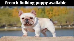 Boskyskennel british bulldog puppies awesomely cute teddy bear bulldog pups fun playful super british bulldogs. Cheapest Dog Market French Bulldog Puppy For Sale In Delhi And India 9711696640 Youtube