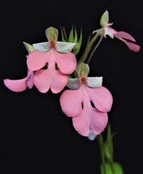 Image result for Habenaria humilior