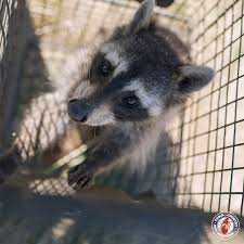 Contact modern pest for raccoon pest control. Raccoons Control Removal Services