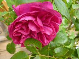 This review is the subjective opinion of a tripadvisor member and not of tripadvisor llc. Bought Thomas A Becket Rose Today Gardening Forums