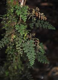 Image result for Hymenophyllum splendidum