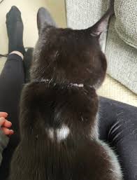 Wrap your cat in a towel to keep them still while you're applying first aid. Hair Loss At Vaccination Or Spot On Site Mumsnet